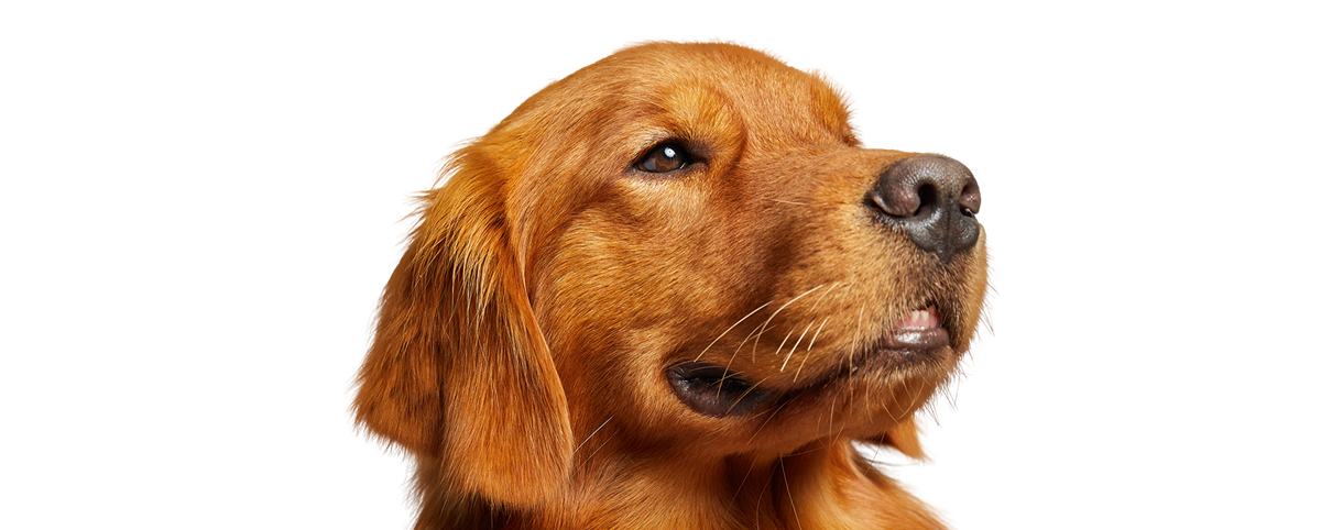 Headshot of a golden retriever dog on a transparent background
